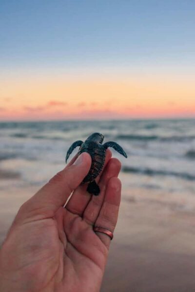Saba Beach: Horse Riding & Turtle Release Experience - Pickup to Stable: How the 8-Hour Flow Really Works