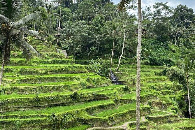 Sacred Spring Experience - Ubud Tour - Stop 1: Sacred Monkey Forest Sanctuary, with time to actually watch the macaques