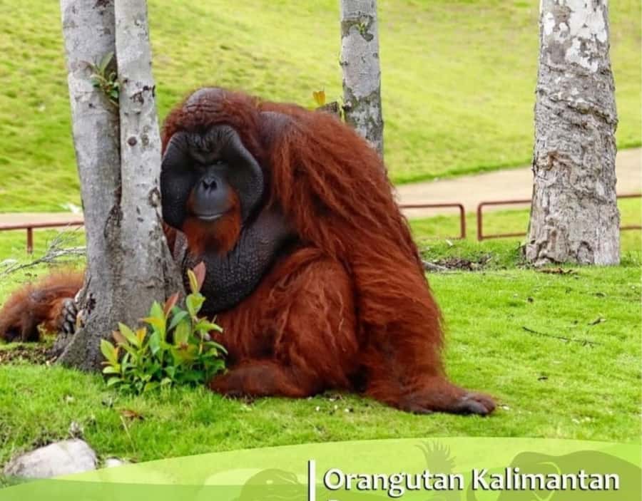Safari Lagoi & Eco Farm Bintan - Key things to know before you go