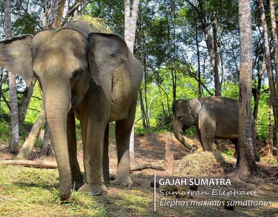 Safari Lagoi & Eco Farm Bintan - Where Safari Lagoi Eco Farm fits on Bintan’s map
