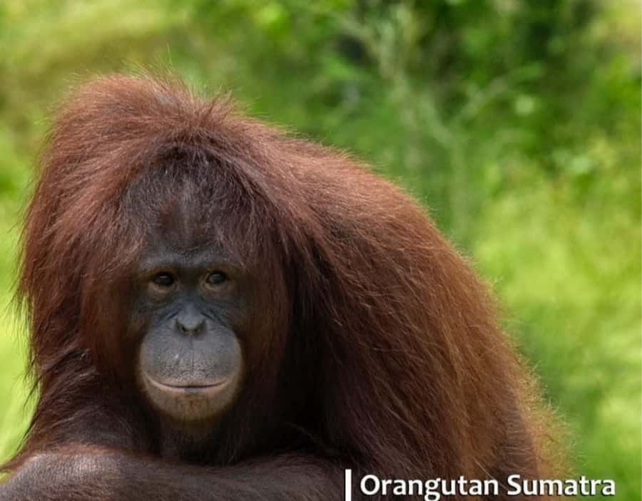 Safari Lagoi & Eco Farm Bintan - Food and taste: ginger tea and rujak after the walk