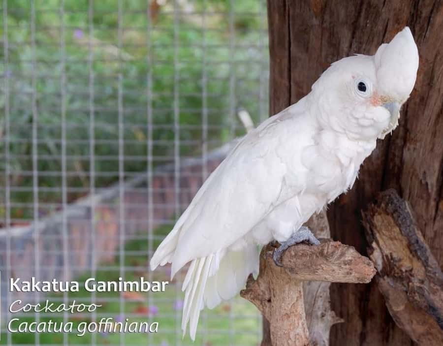 Safari Lagoi & Eco Farm Bintan - Price and value: what you get for about $27