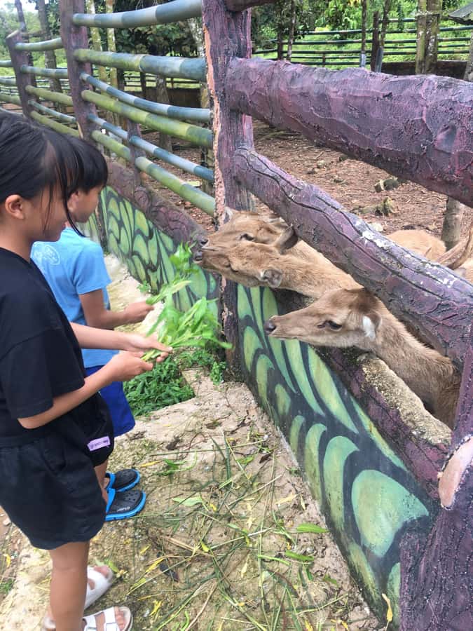 Safari Lagoi & Eco Farm Bintan - Who should book Safari Lagoi Eco Farm (and who should reconsider)