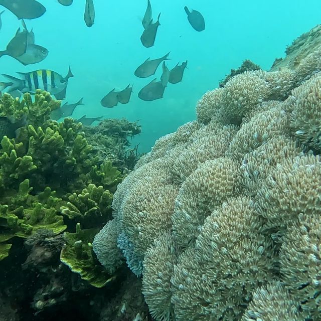 Sanur: Coastal Area Snorkeling Session - Key Highlights I’d Bet Your Vacation On