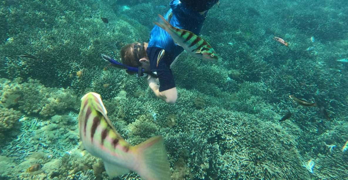 Sanur: Coastal Area Snorkeling Session - The 90 Minutes in Sanur: Gear, Fish Food, and What You’ll Likely See