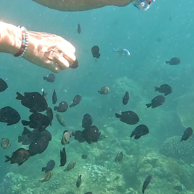Sanur: Coastal Area Snorkeling Session - Price and Value: Is $22 Reasonable for This Setup?