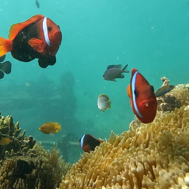 Sanur: Coastal Area Snorkeling Session - Who This Sanur Snorkeling Session Fits Best