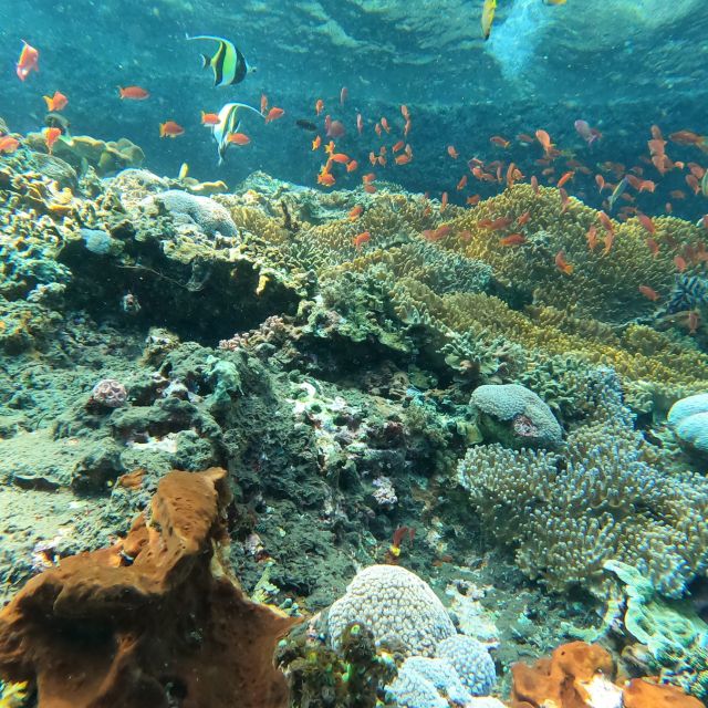 Sanur: Coastal Area Snorkeling Session - FAQ