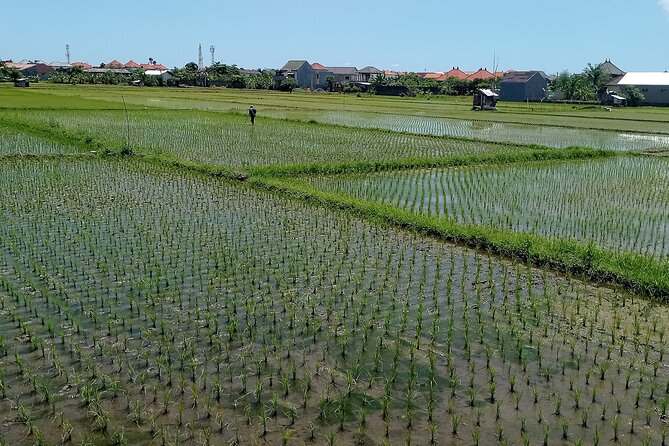 Sanur Village E-bike Tour: Family-Friendly Adventure - Turtle Conservation in Bali: Education With Heart (And a Possible Release)