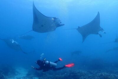 Scuba Diving In Nusa Penida - Key things that make this Nusa Penida day work