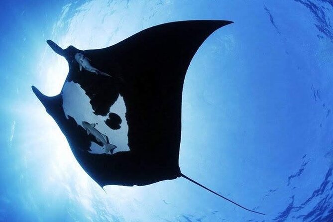Scuba Diving in Nusa Penida Island and Manta Point - On the boat: lunch, snacks, and drinks when you need them
