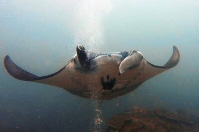 Scuba Diving in Nusa Penida Island and Manta Point - Getting there: Denpasar, Sanur, and the boat day rhythm