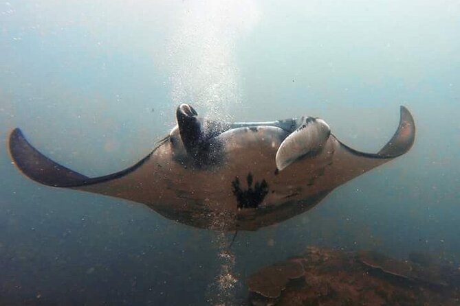 Scuba Diving in Nusa Penida Island and Manta Point - Getting there: Denpasar, Sanur, and the boat day rhythm
