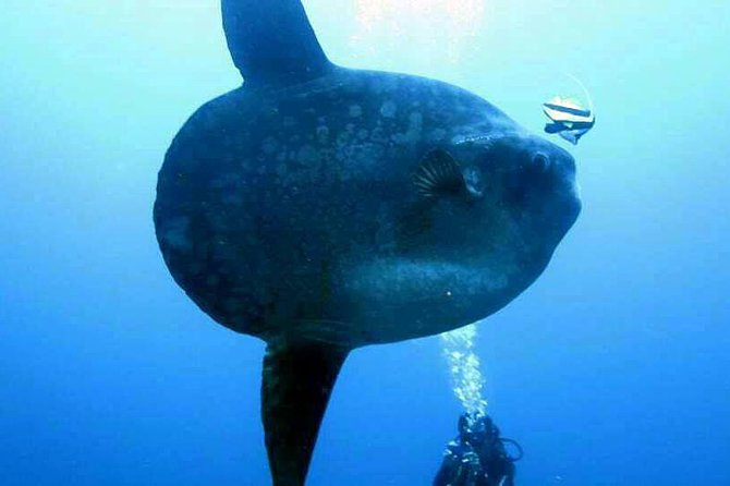 Scuba Diving in Nusa Penida - Manta Point - Stop-by-Stop: What You’ll Do Between Sanur and Manta Point