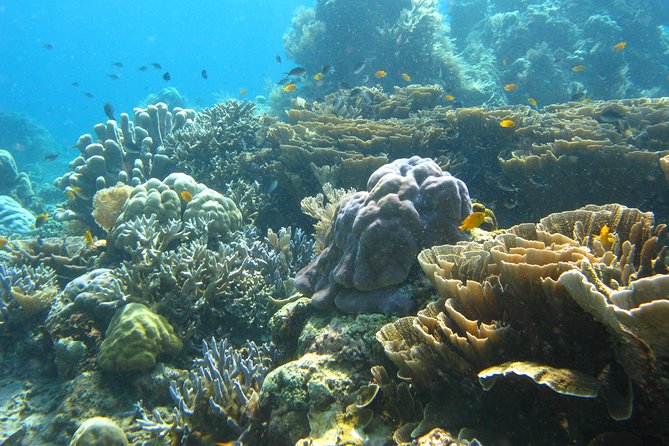 Scuba diving in PADANG BAY BALI - Key points to know before you go