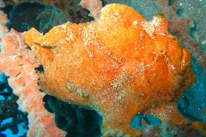 Scuba diving in PADANG BAY BALI - The Group Setup: One Guide for Up to Five, Organized by Level