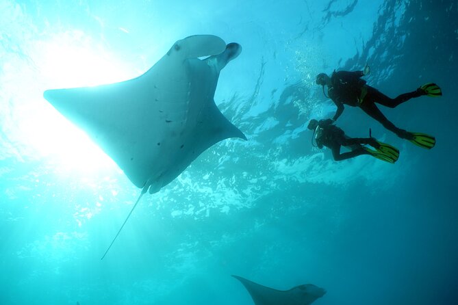 Scuba Diving Nusa Penida Manta Point 3 dives for certified divers - Nusa Penida and Nusa Lembongan: why this day feels like a real upgrade