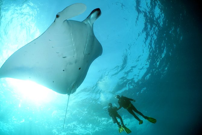 Scuba Diving Nusa Penida Manta Point 3 dives for certified divers - Manta Point: what you’re aiming for and how the first swim usually feels