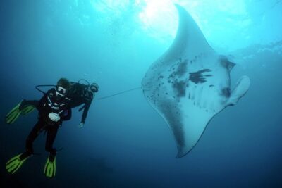 Scuba Diving Nusa Penida Manta Point 3 dives for certified divers - From hotel pickup to Sanur speedboat: the ride matters more than you think
