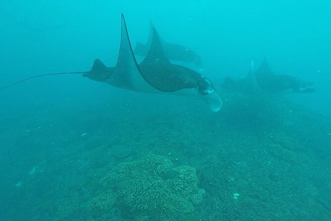 Scuba Diving Nusa Penida Manta Point 3 dives for certified divers - Crystal Bay and the other Nusa Penida sites: how mola-mola odds work