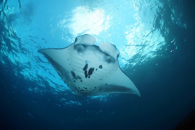 Scuba Diving Nusa Penida Manta Point 3 dives for certified divers - Safety and leadership: the named pros who keep the day steady