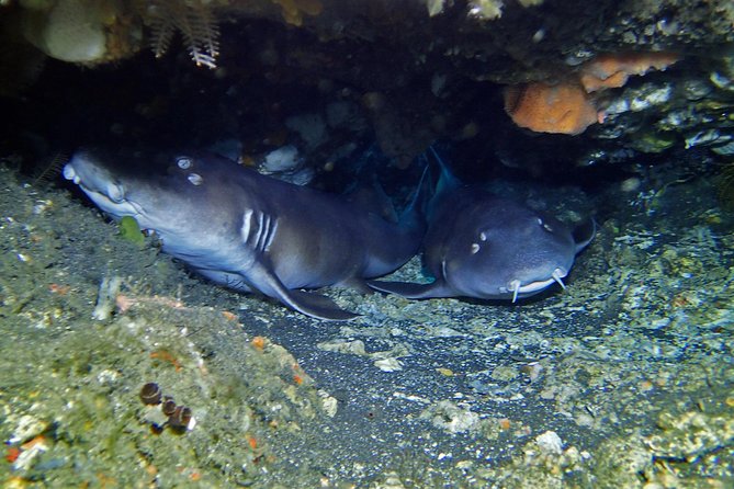 Scuba Diving Nusa Penida Manta Point 3 dives for certified divers - Gear, paperwork, and that speedboat reality check