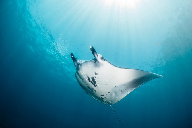 Scuba Diving Nusa Penida Manta Point 3 dives for certified divers - Price and value: is $233 fair for what’s included?