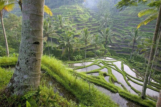 Selogriyo Temple and Trekking Java Rice Terraces, hidden waterfall -Nature Java - Rice-terrace trekking: the part you’ll remember most