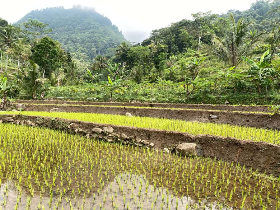 Selogriyo Temple Rice Terraces Private Tour with Local Lunch - Key highlights you’ll feel right away