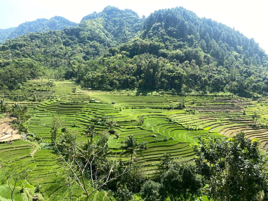 Selogriyo Temple Rice Terraces Private Tour with Local Lunch - Candisari Village start: the trek begins with real field life