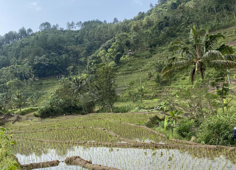 Selogriyo Temple Rice Terraces Private Tour with Local Lunch - Optional coffee break in the rice fields (a nice extra if your schedule allows)