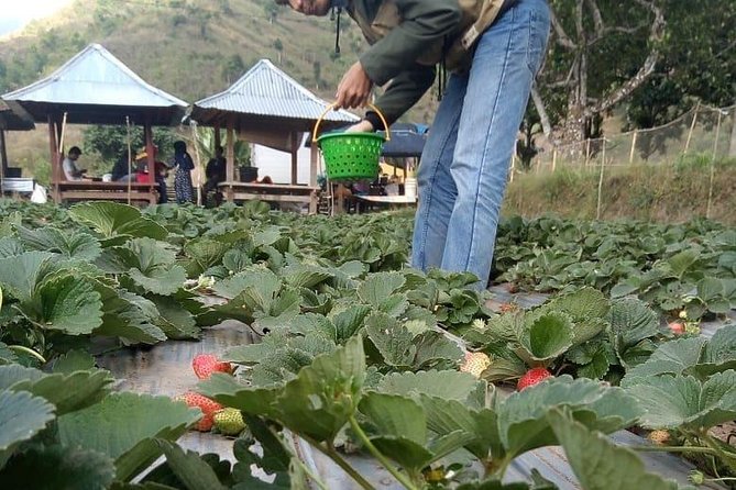 Sembalun Package.. (Special Rice Terrace View) - Sembalun Lawang: your focused 15-minute Rinjani photo window
