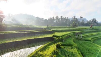 Sidemen rice terraces trek and local village walk - Meeting Point and the 2–7 Hour Rhythm