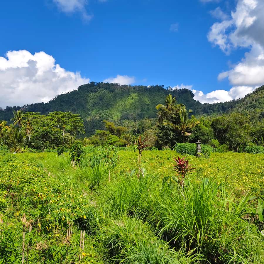 Sidemen rice terraces trek and local village walk - What You’ll Get From the Guide (Beyond Explanations)