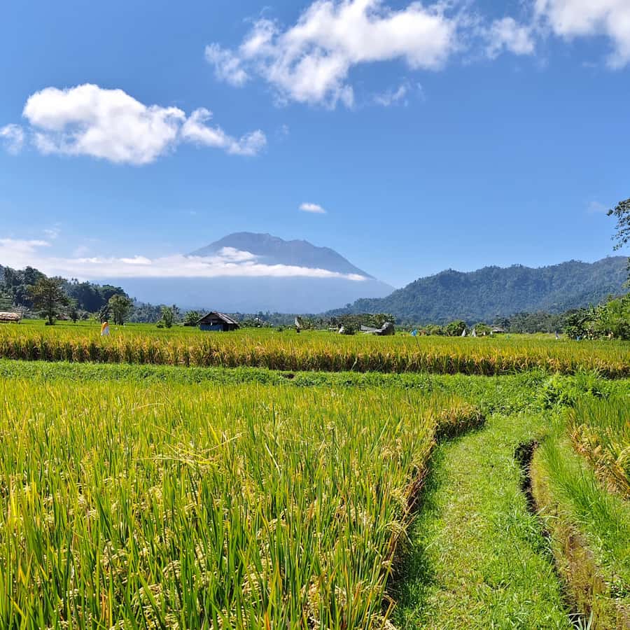 Sidemen: Rice Terraces, Waterfall, & Village Tour - Coffee farm tasting: the flavors you’ll actually remember