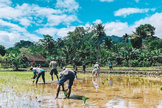 Sidemen Trekking: A Walk from a Different Perspective - Finish at Warung Ume Anyar (Ogang Village): plan your ride
