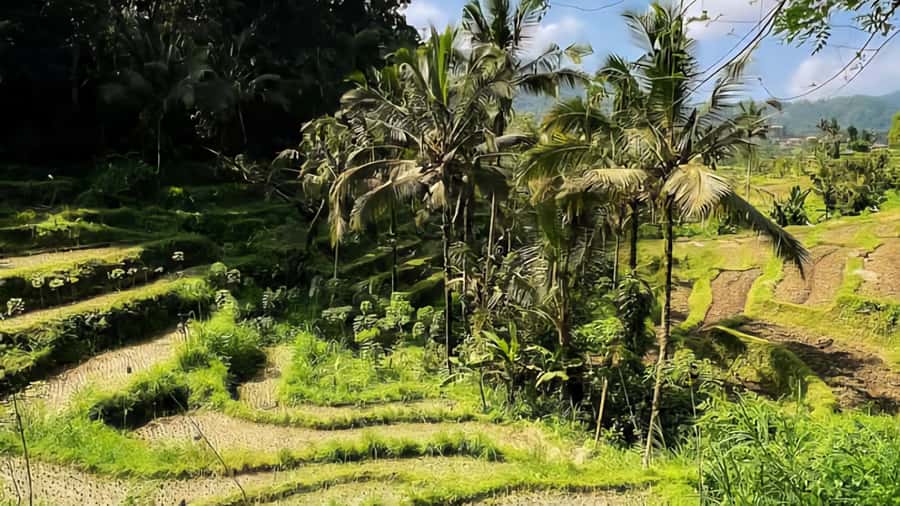 Sidemen Trekking: A Walk from Different Perspective - Subak irrigation and Mount Agung: the story your guide turns into walking context