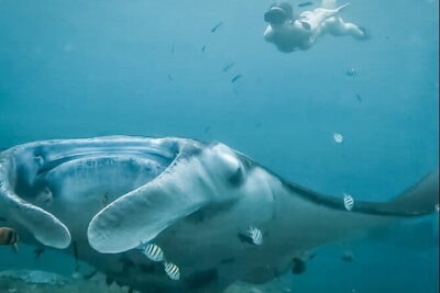Snorkeling 3 Spots with GoPro & West Coast Tour Nusa Penida - Manta Bay snorkeling: your best shot at ray time