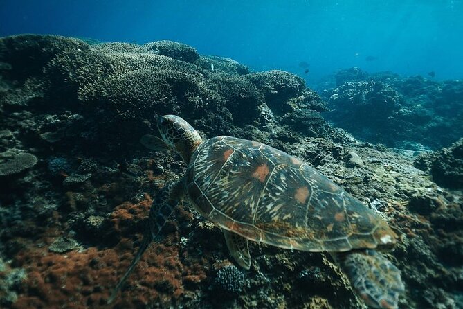 Snorkeling 4 Spots, Manta Rays, Tembeling Pool & Kelingking Beach - Guide support and group setup: what you gain (and what you should confirm)