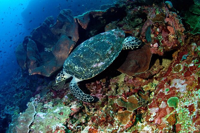 Snorkeling Adventure with East Nusa Penida Tour All Inclusive - Manta Bay Snorkeling (Gamat Bay): Clear Water, Shared Boat, and the Manta Reality