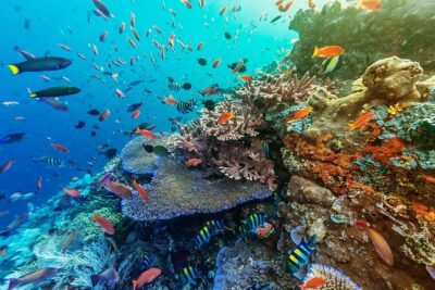 Snorkeling Adventure with East Nusa Penida Tour All Inclusive - Crystal Bay: The Best Bet for Calmer Water and Reef Time