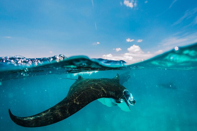 Snorkeling and Freediving Trip around Nusa Penida - What This Trip Feels Like in Real Life (Snorkeling + freediving, not scuba)