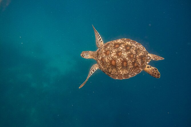 Snorkeling and Freediving Trip around Nusa Penida - Should You Book This Nusa Penida Snorkeling and Freediving Trip?
