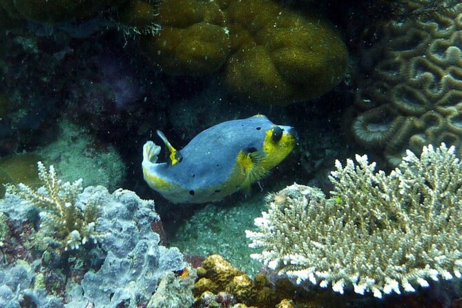 Snorkeling and Island Hopping Tour in Karimunjawa (sharing tour) - Beach time on the first island, plus lunch that actually fuels snorkeling
