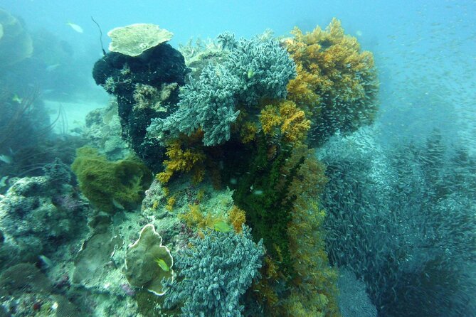 Snorkeling and Island Hopping Tour in Karimunjawa (sharing tour) - Second snorkeling spot: colorful coral, fish, and the turtle maybe
