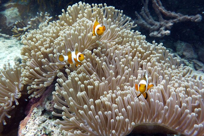 Snorkeling and Island Hopping Tour in Karimunjawa (sharing tour) - Price and logistics: what $19.58 really covers