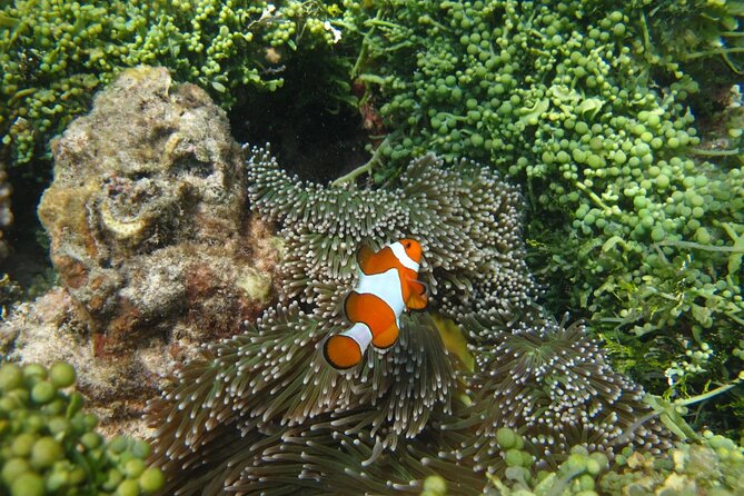 Snorkeling and Island Hopping Tour in Karimunjawa (sharing tour) - First reef stop: Nemo hunting and getting comfortable fast