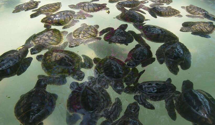Snorkeling around 3 island & turtle sanctuary - Quick highlights: what you’ll notice fast