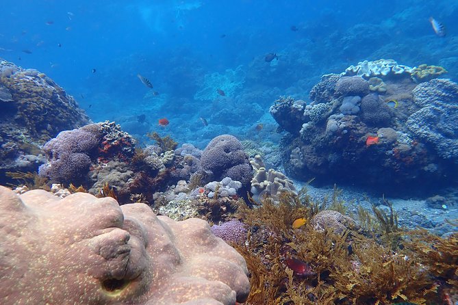 Snorkeling Day Trip To Lembongan and Penida - The big picture: what makes this day trip worth your time