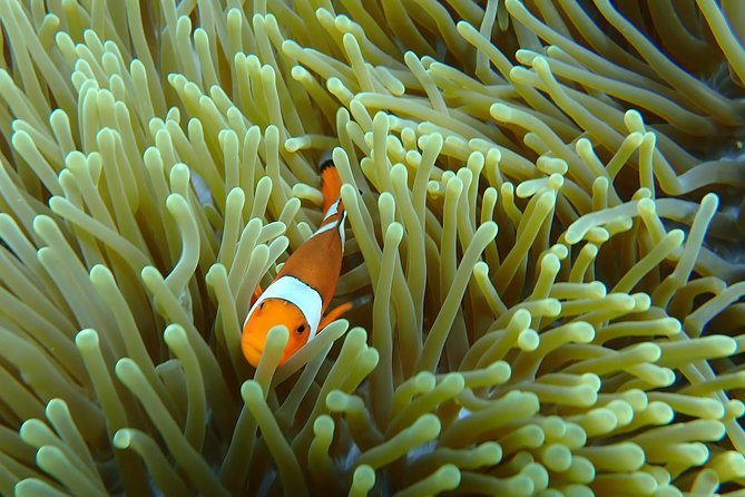 Snorkeling Day Trip To Lembongan and Penida - Gear, lunch, and the little comforts that keep the day from falling apart
